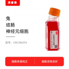 兔结肠神经元细胞