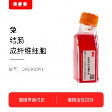 兔结肠成纤维细胞