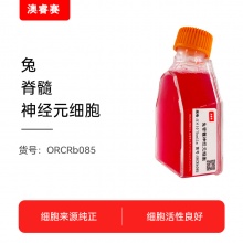 兔脊髓神经元细胞