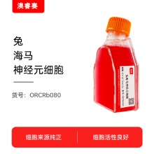 兔海马神经元细胞