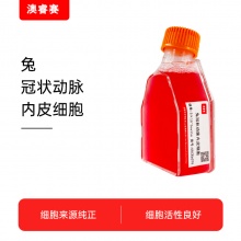 兔冠状动脉内皮细胞