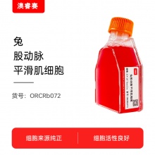 兔股动脉平滑肌细胞