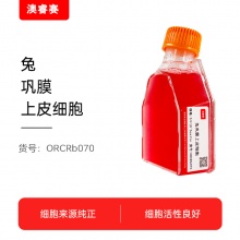 兔巩膜上皮细胞