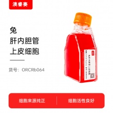 兔肝内胆管上皮细胞