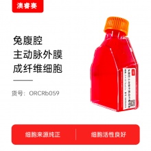 兔腹腔主动脉外膜成纤维细胞