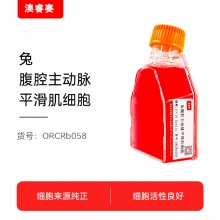 兔腹腔主动脉平滑肌细胞