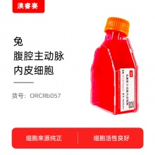 兔腹腔主动脉内皮细胞