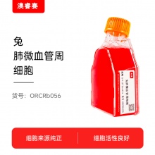 兔肺微血管周细胞