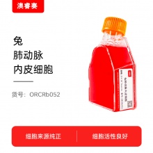 兔肺动脉内皮细胞