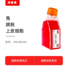 兔膀胱上皮细胞