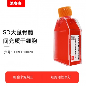 SD大鼠骨髓间充质干细胞