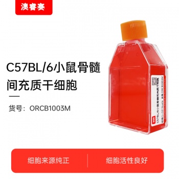C57BL/6小鼠骨髓间充质干细胞