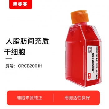 成人脂肪间充质干细胞