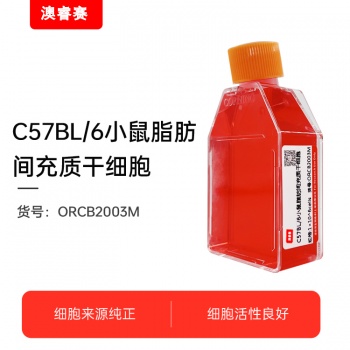 C57BL/6小鼠脂肪间充质干细胞