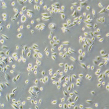 HBE（人支气管上皮样细胞）