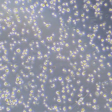 h22-luc（小鼠肝癌细胞）