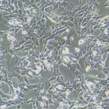 GL261（小鼠胶质瘤细胞）