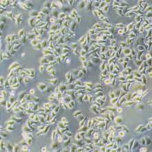 HCCLM3（高转移人肝癌细胞）