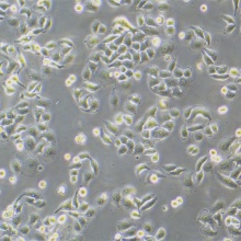 QSG-7701（人正常肝细胞）