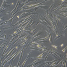 T/G HAVSMC（人血管平滑肌细胞）