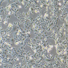 MLE-12（小鼠肺泡上皮细胞）