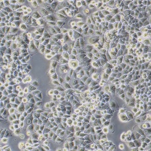 SW48（人结肠腺癌细胞）