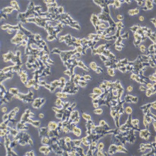 NE-4C（小鼠神经干细胞）