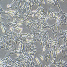 TCMK-1（小鼠肾小管上皮细胞）