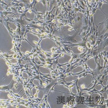 C8-D1A 小鼠小脑组织细胞