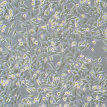 VX2 兔间变表皮鳞癌瘤株