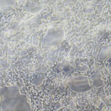 293T（人胚肾细胞）