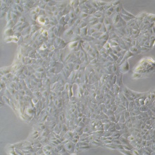 ARPE-19（人视网膜上皮细胞）