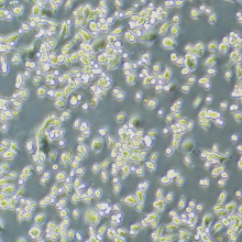 AsPC-1（人转移胰腺腺癌细胞）