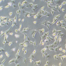 C127 [C-127]（小鼠乳腺肿瘤细胞）