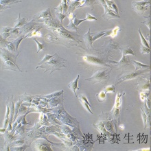 C2C12（小鼠成肌细胞）（经成肌管分化能力验证）