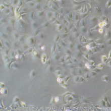 HCC1937（人乳腺癌细胞）