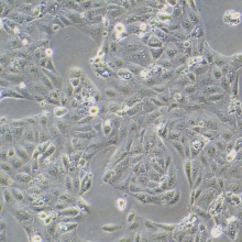 HK-2（人肾皮质近曲小管上皮细胞）