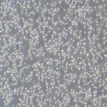 HMy2.CIR（人B淋巴母细胞）