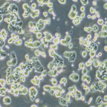 HT-29（人结肠癌细胞）