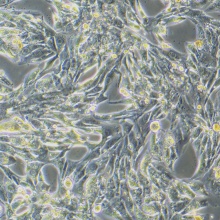 MLTC-1（小鼠睾丸间质细胞瘤细胞）