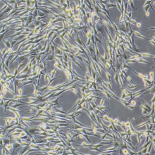 NIH/3T3（小鼠胚胎细胞）