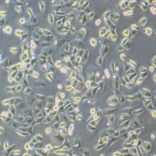 PANC-1（人胰腺癌细胞）