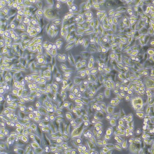 PC-3（人前列腺癌细胞）