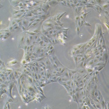 PK-15（猪肾细胞）