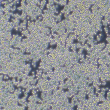 RAW 264.7（小鼠单核巨噬细胞白血病细胞）