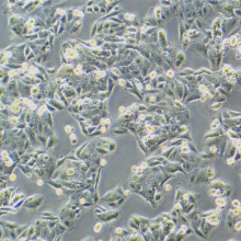 SW480 [SW-480]（人结肠癌细胞）