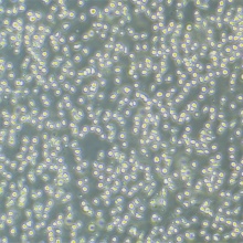 U-937（人组织细胞淋巴瘤细胞）