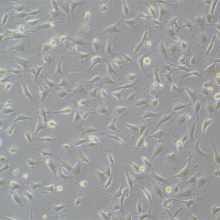 EA.hy926（人脐静脉细胞融合细胞）