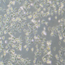 NCI-H1395（人肺腺癌细胞）