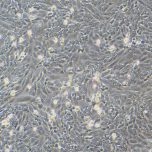 UMNSAH/DF-1（鸡胚成纤维细胞）